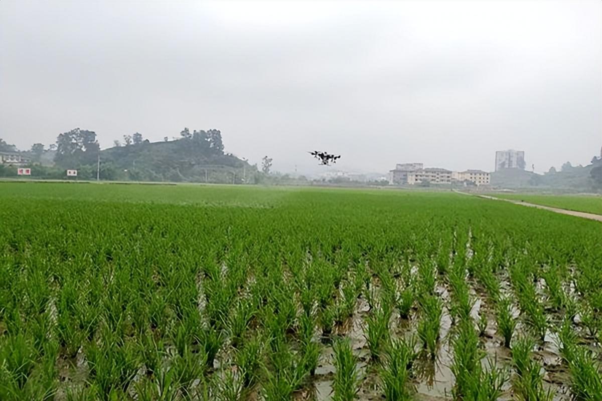 富硒大米会长胖吗（大米长胖）-硒宝网