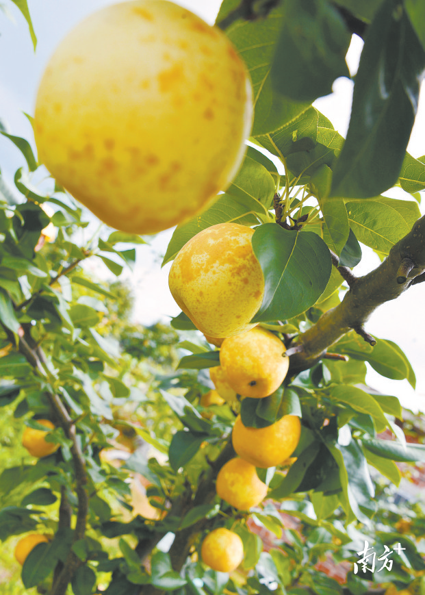 富硒大米与长寿村（江苏长寿富硒大米）-硒宝网