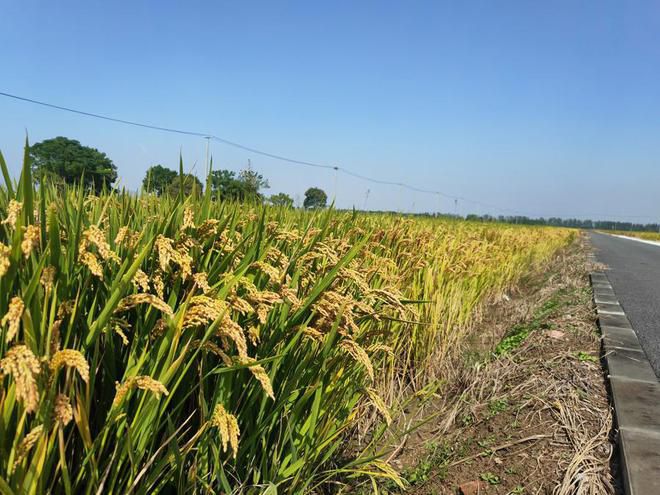 松江富硒大米价格（松原富硒大米）-硒宝网
