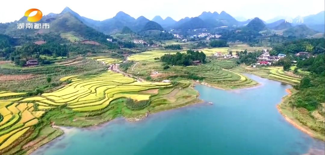 富硒村种植大米吗(富硒大米基地)-硒宝网