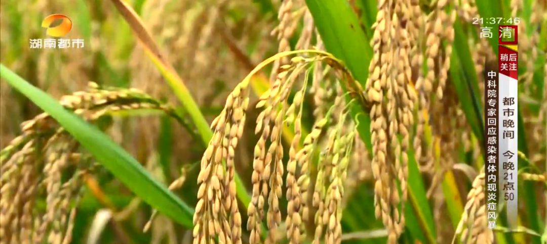 富硒村种植大米吗(富硒大米基地)-硒宝网