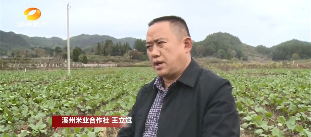 富硒村种植大米吗(富硒大米基地)-硒宝网