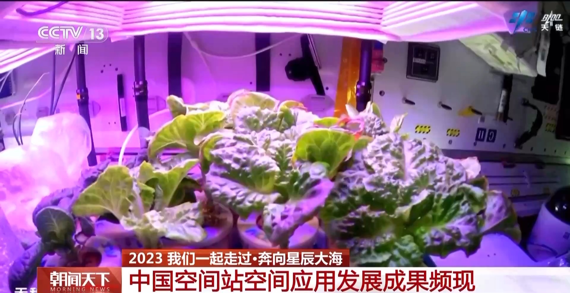 富硒低谷蛋白大米（大米蛋白低谷富硒含量高吗）-硒宝网