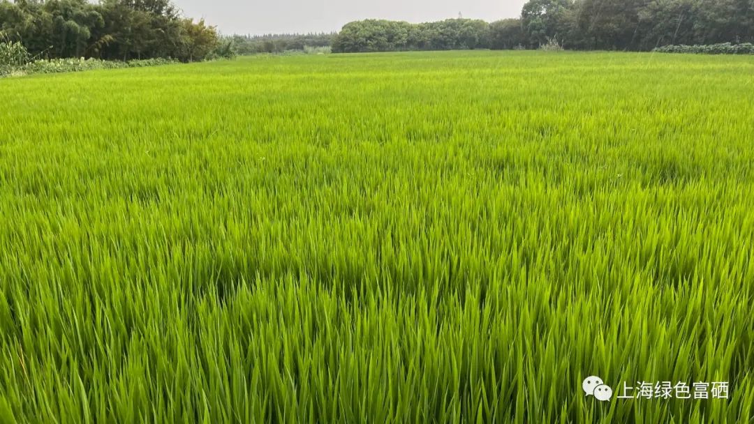 富硒绿色大米厂家(大米厂家绿色富硒产品)-硒宝网