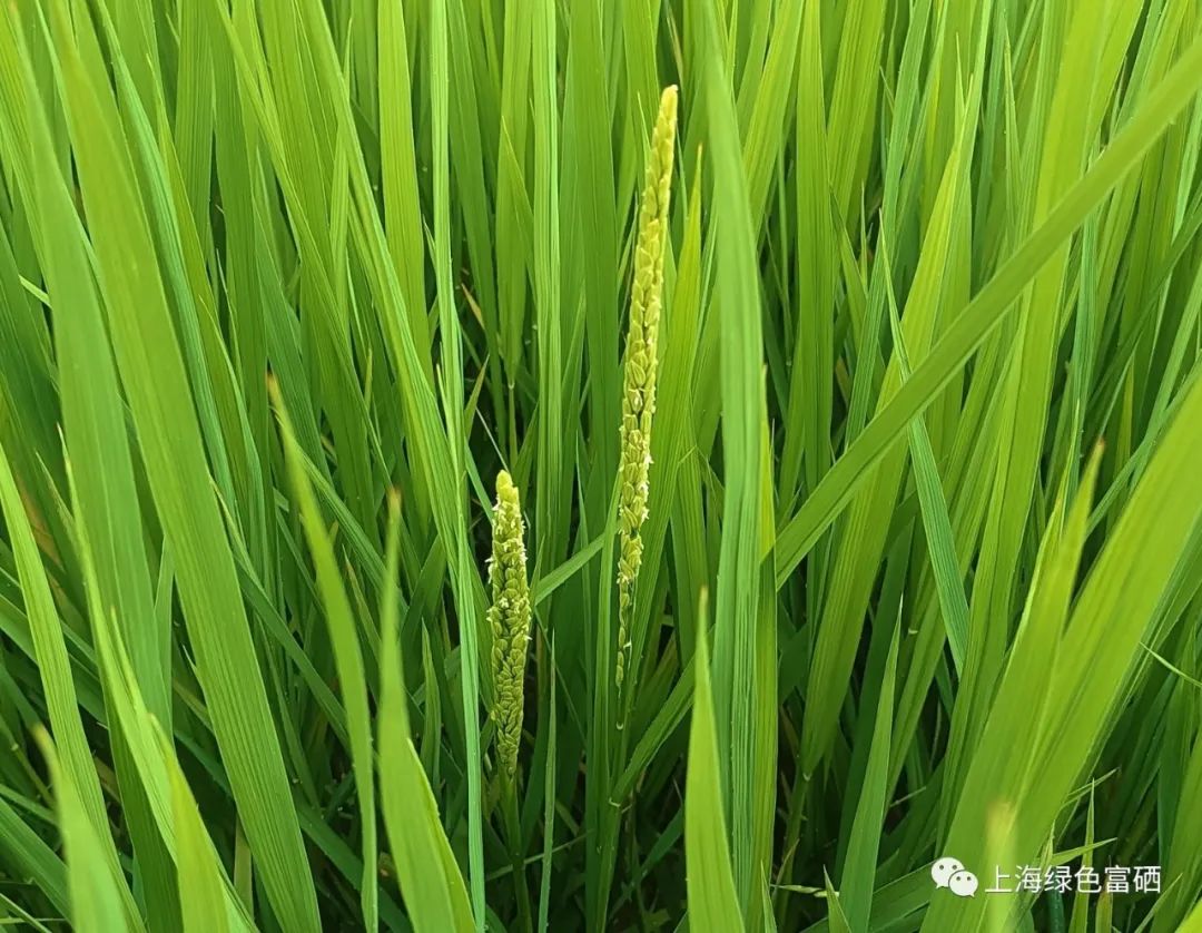 富硒绿色大米厂家(大米厂家绿色富硒产品)-硒宝网