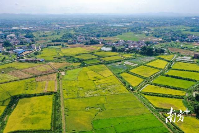 如何种植富硒大米(富硒大米的种植)-硒宝网