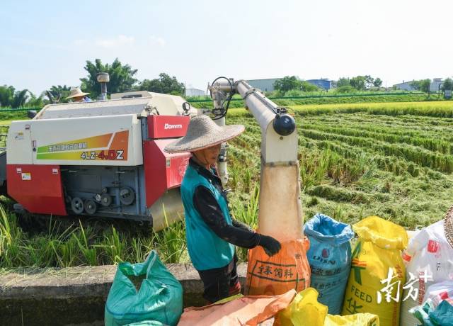 如何种植富硒大米(富硒大米的种植)-硒宝网