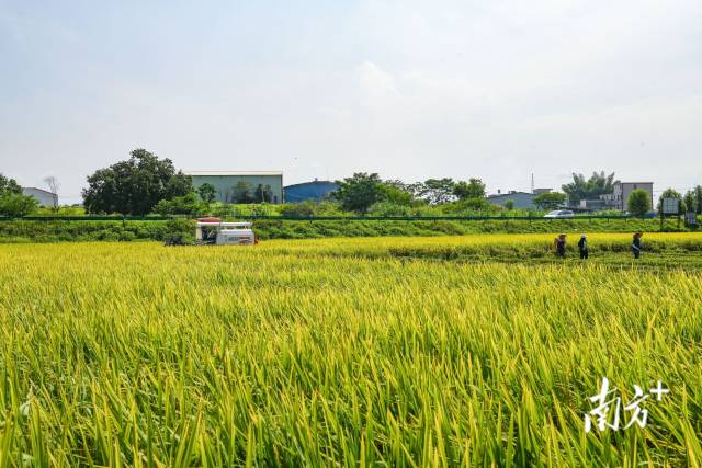 如何种植富硒大米(富硒大米的种植)-硒宝网