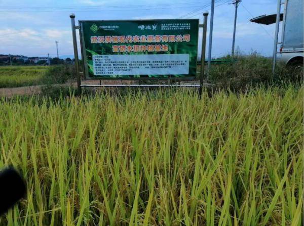富硒冷泥大米基地（富硒大米市场前景）-硒宝网