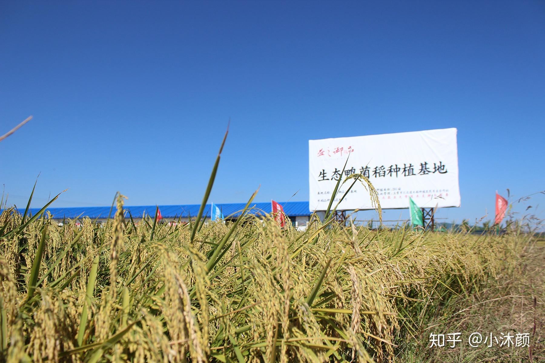 湖南通道富硒大米（湖南富硒大米价格）-硒宝网