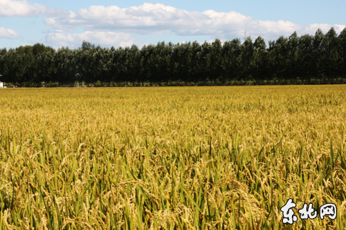 吉林大米姐富硒米（大米姐富硒米多少钱一斤）-硒宝网