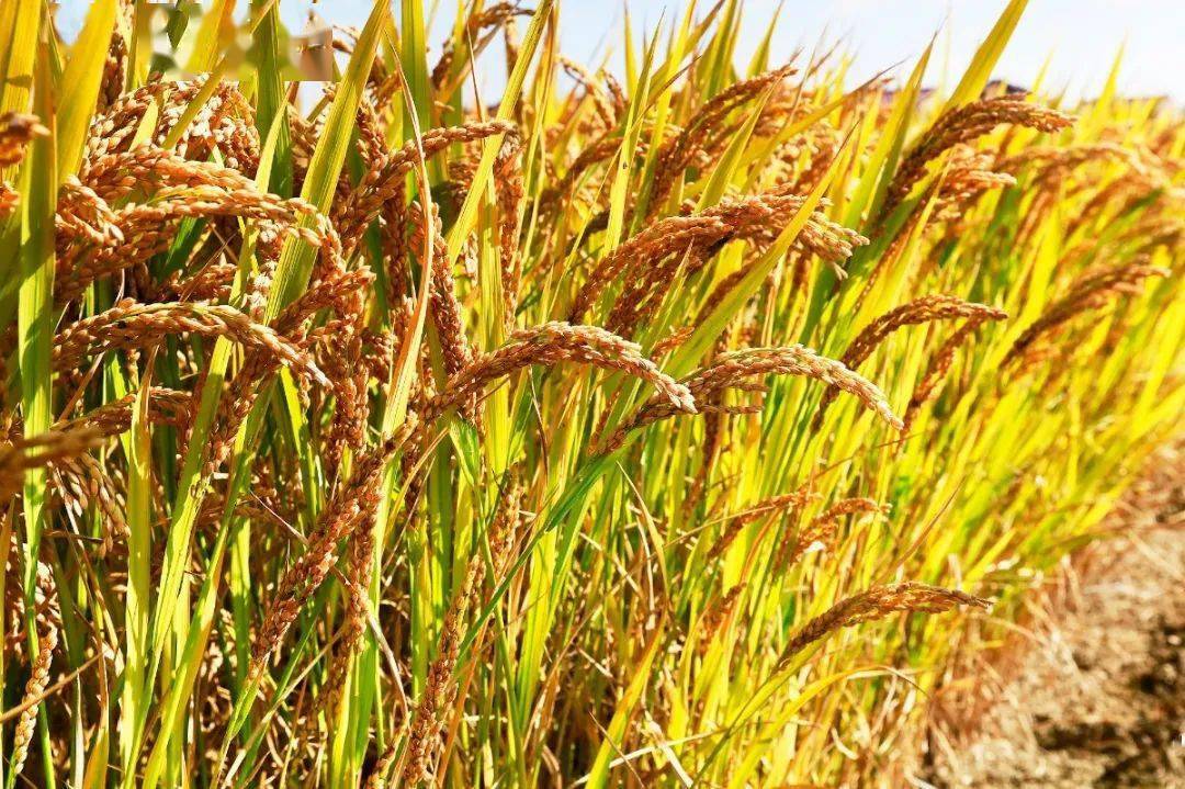 吉林大米姐富硒米（大米姐富硒米多少钱一斤）-硒宝网