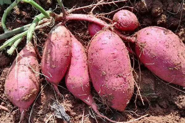 仙蕴富硒生态大米(大米姐富硒米价格)-硒宝网