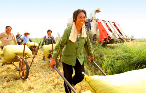 湖南通道富硒大米(富硒大米市场前景)-硒宝网