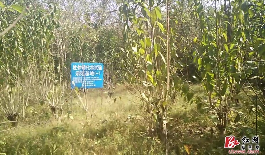 湖南通道富硒大米(富硒大米市场前景)-硒宝网