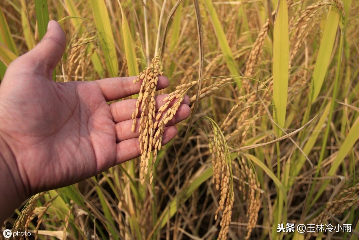 富硒大米品牌名称(富硒优质大米)-硒宝网