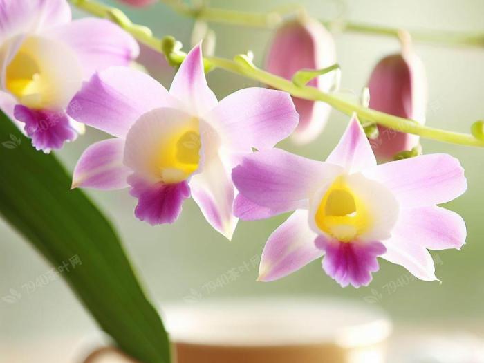 富硒大米行业前景（富硒大米市场前景）-硒宝网