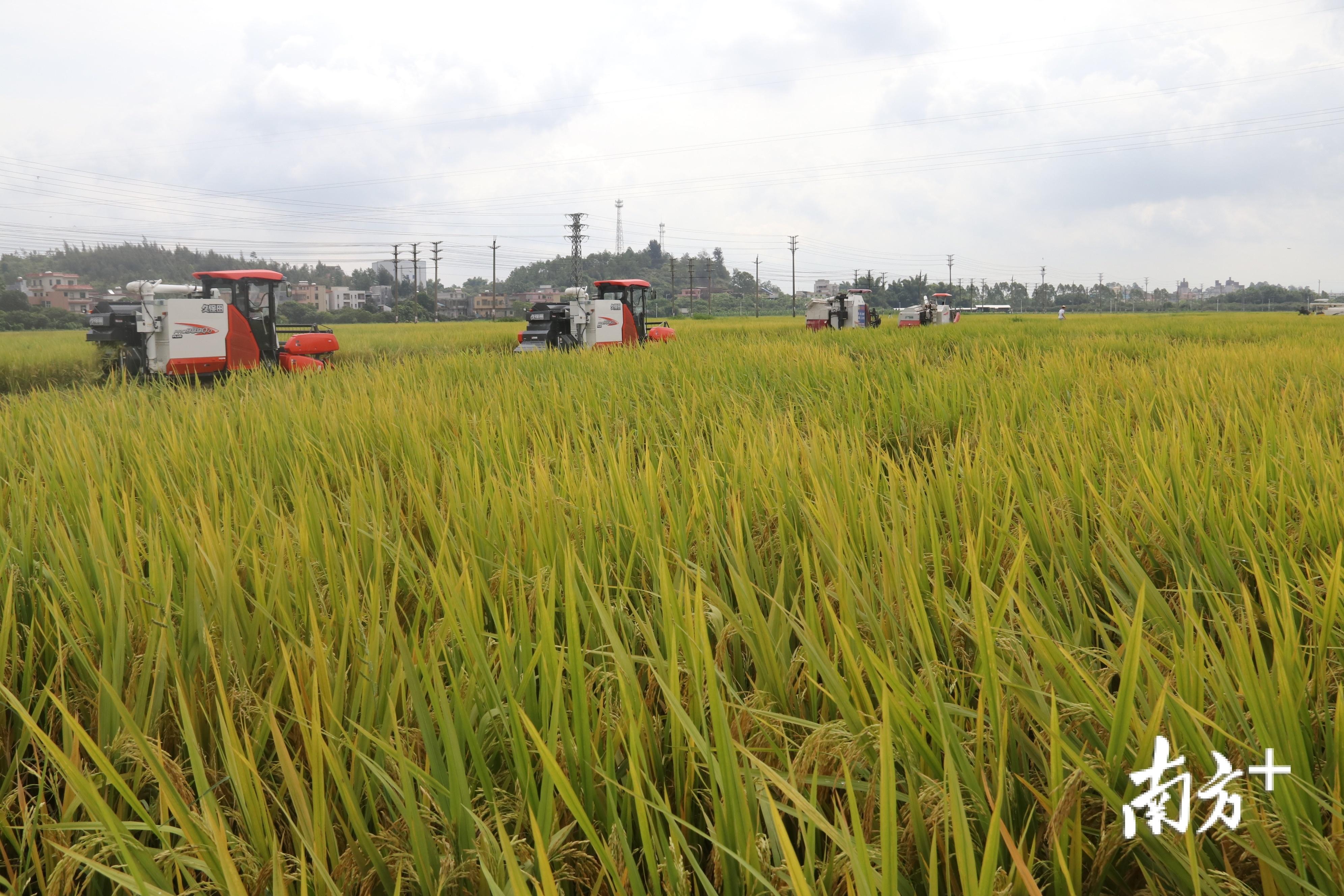 富硒大米是什么味（富硒大米闻起来是什么味道）-硒宝网