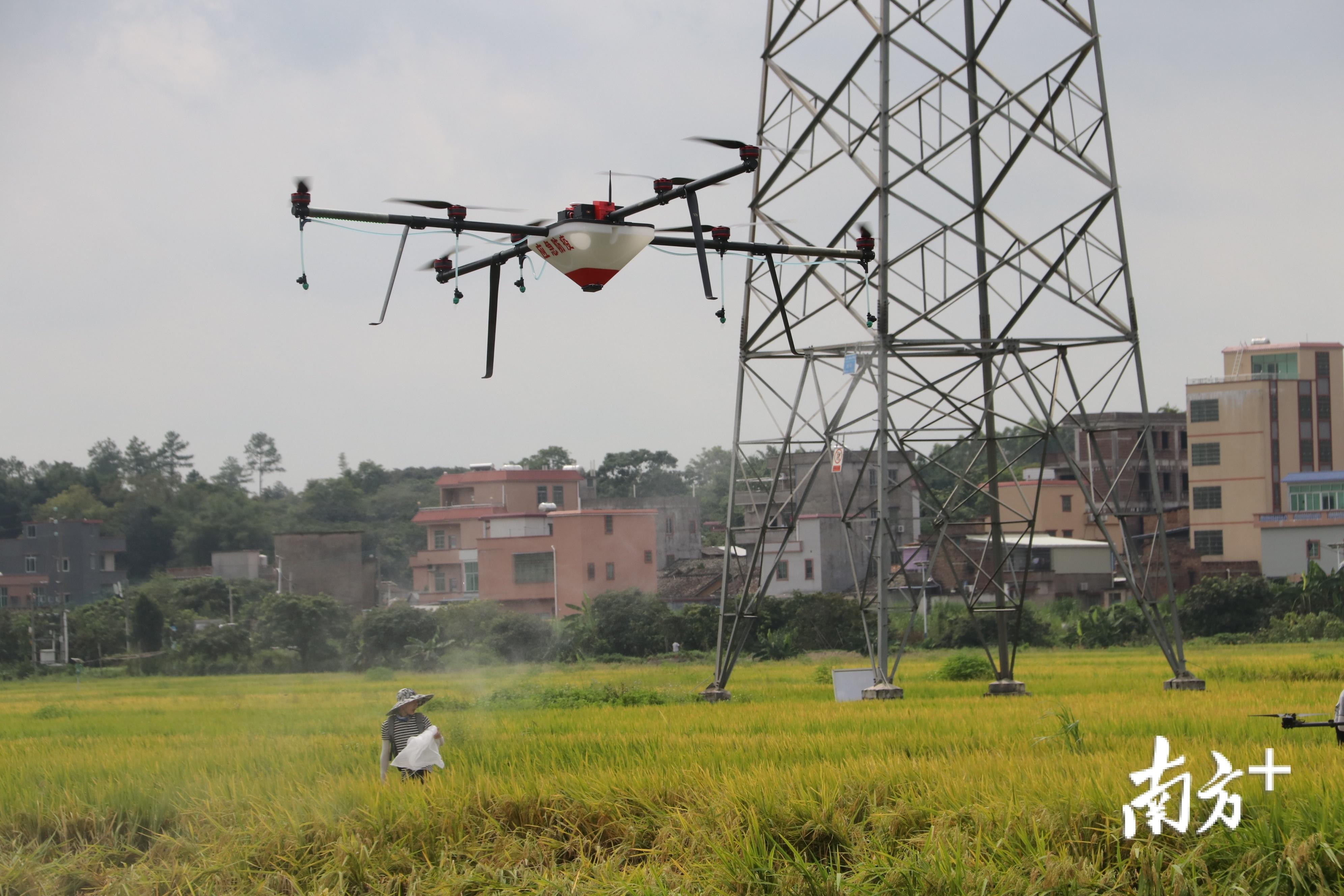富硒大米是什么味（富硒大米闻起来是什么味道）-硒宝网