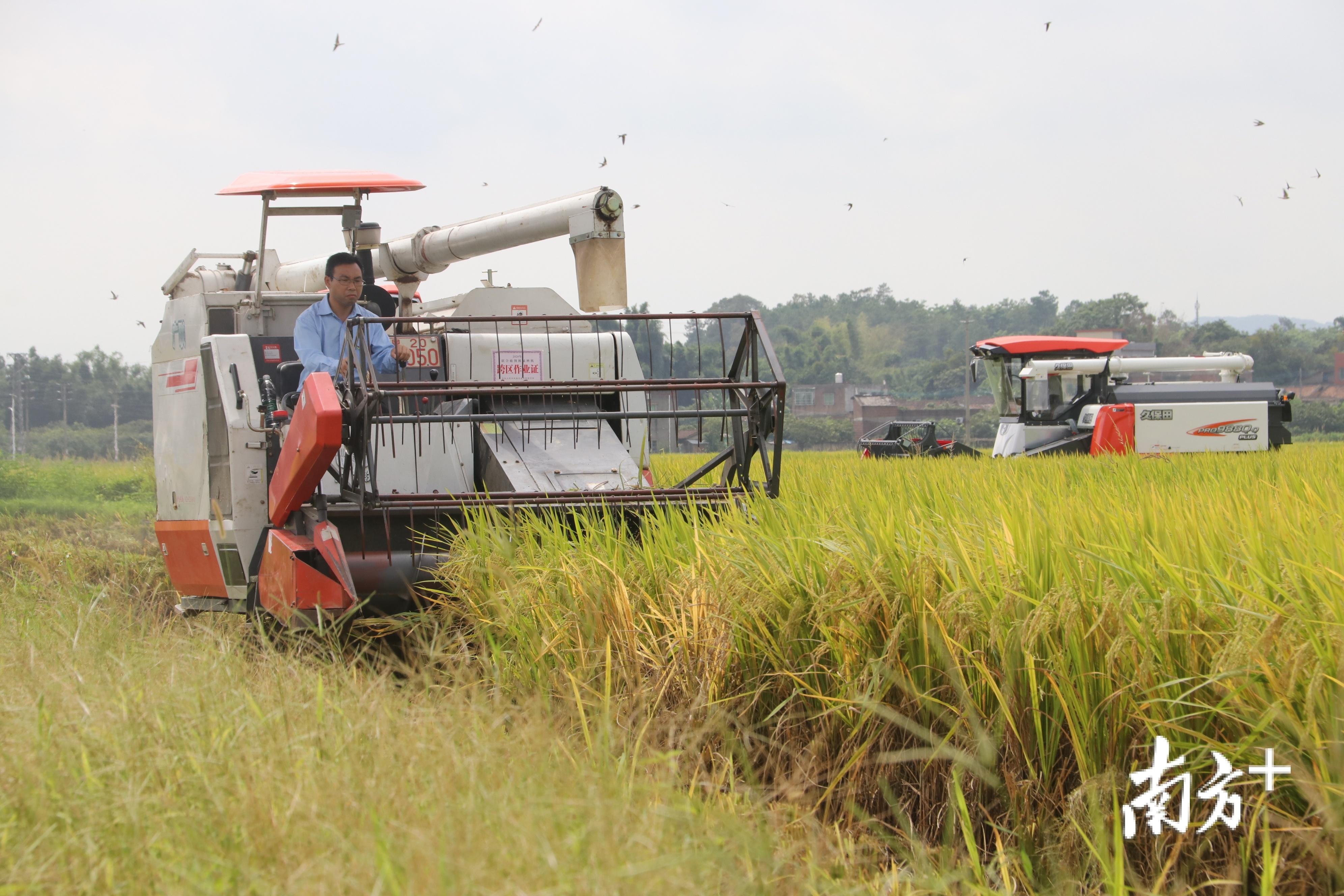 富硒大米是什么味（富硒大米闻起来是什么味道）-硒宝网