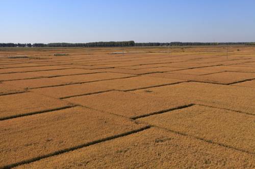 海伦大米含富硒吗（海伦富硒大米央视报道）-硒宝网