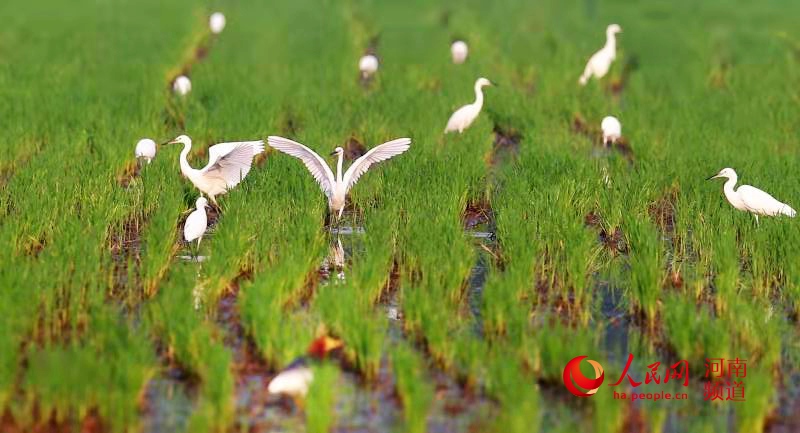 修武光碳富硒大米(富硒大米的绿色骗局)-硒宝网