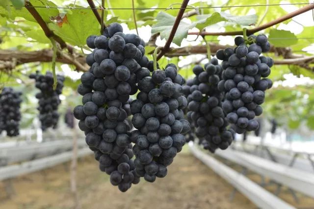 柳州富硒大米厂家(广西富硒米产地)-硒宝网