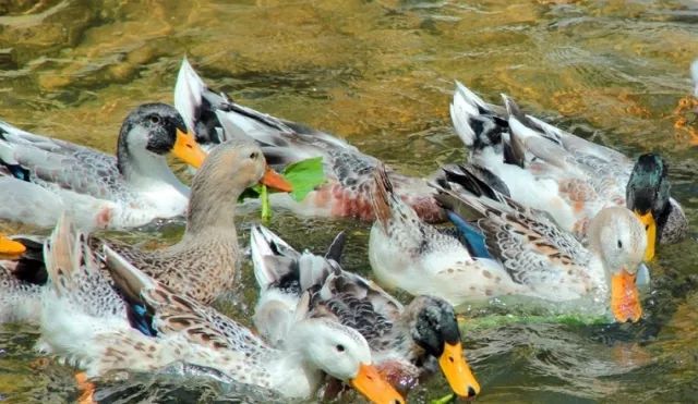 柳州富硒大米厂家(广西富硒米产地)-硒宝网