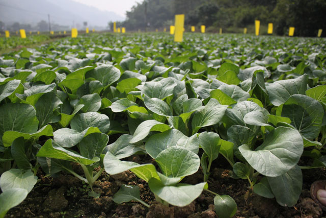 南有新田富硒大米(富硒大米基地)-硒宝网