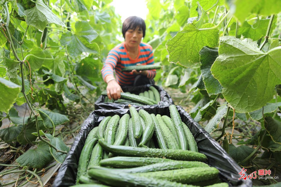 南有新田富硒大米(富硒大米基地)-硒宝网