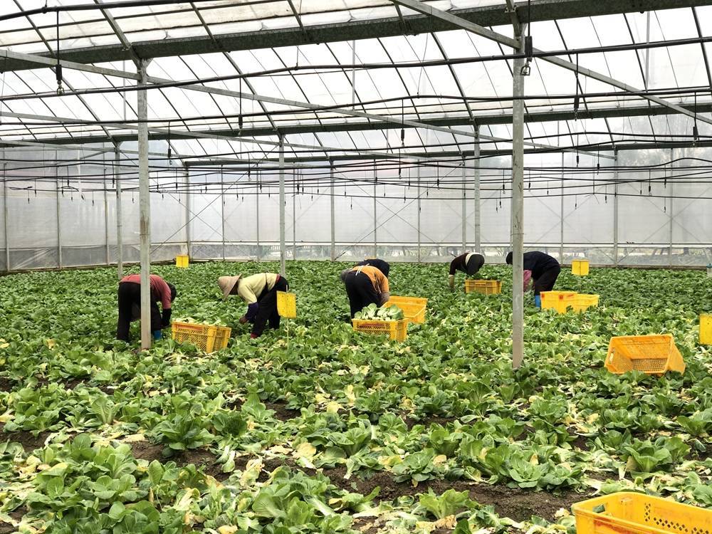 南有新田富硒大米(富硒大米基地)-硒宝网