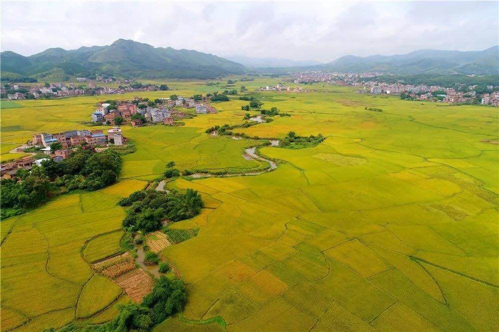 贵港产的大米富硒（广西富硒米产地）-硒宝网