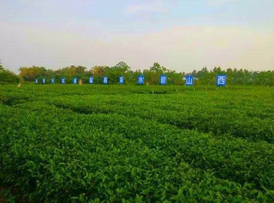 贵港产的大米富硒（广西富硒米产地）-硒宝网