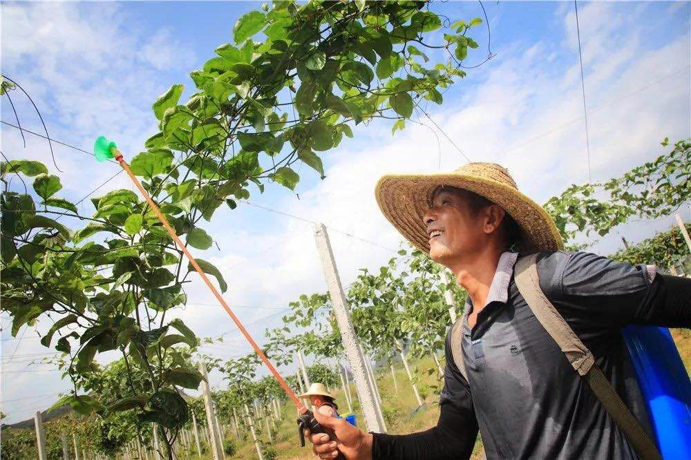 贵港产的大米富硒（广西富硒米产地）-硒宝网