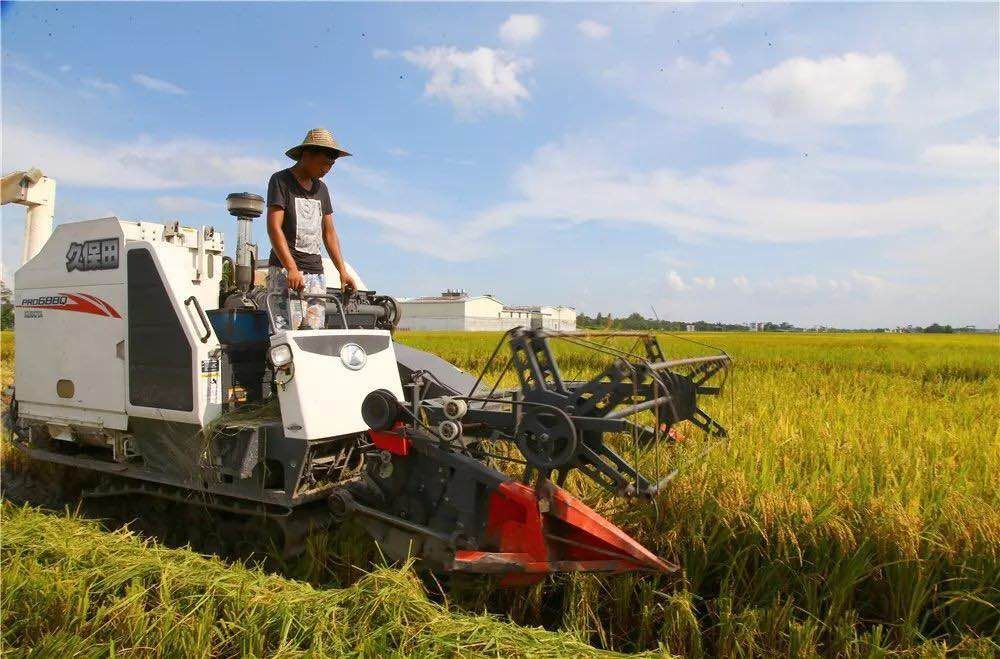 贵港产的大米富硒（广西富硒米产地）-硒宝网