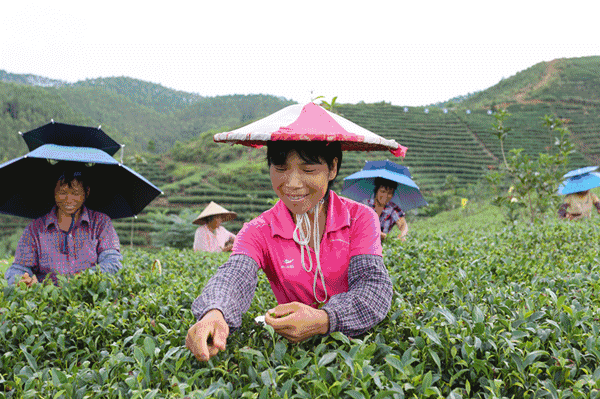 贵港产的大米富硒（广西富硒米产地）-硒宝网