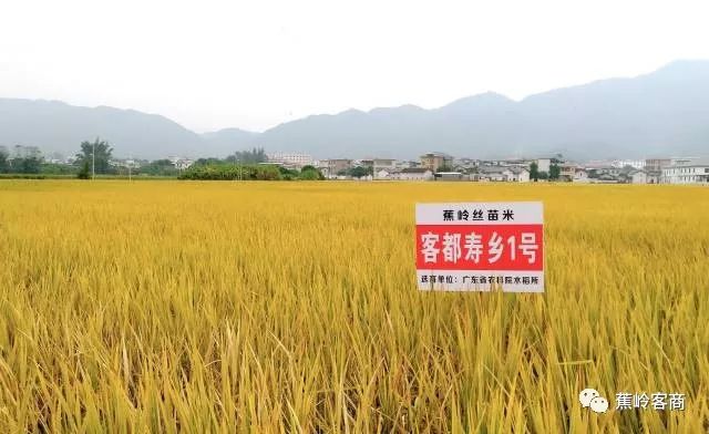 湖北富硒大米厂家(湖北恩施富硒大米品牌)-硒宝网