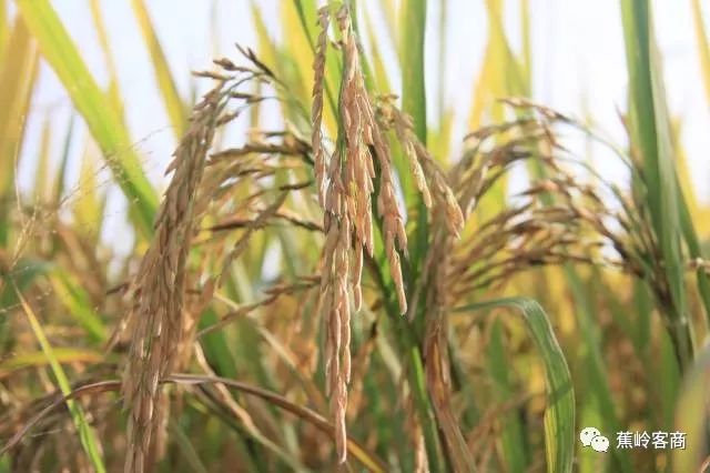 湖北富硒大米厂家(湖北恩施富硒大米品牌)-硒宝网