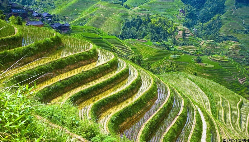 陕西南郑富硒大米(富硒大米基地)-硒宝网