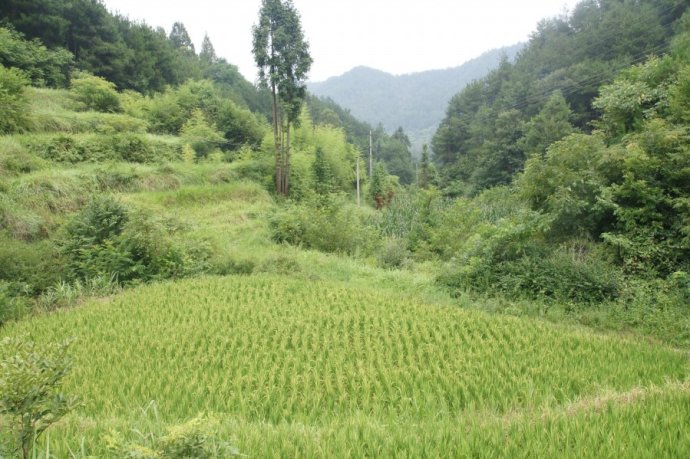 陕西南郑富硒大米(富硒大米基地)-硒宝网