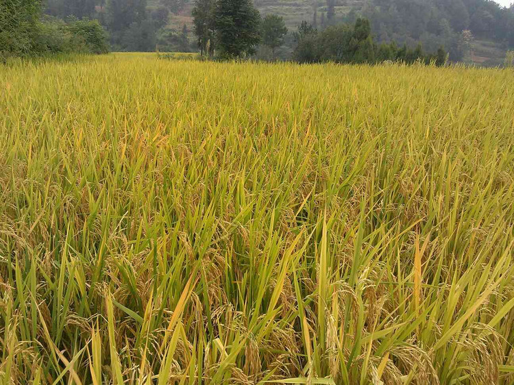 陕西南郑富硒大米(富硒大米基地)-硒宝网