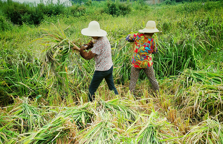 富硒大米种源来源（原生态富硒大米）-硒宝网