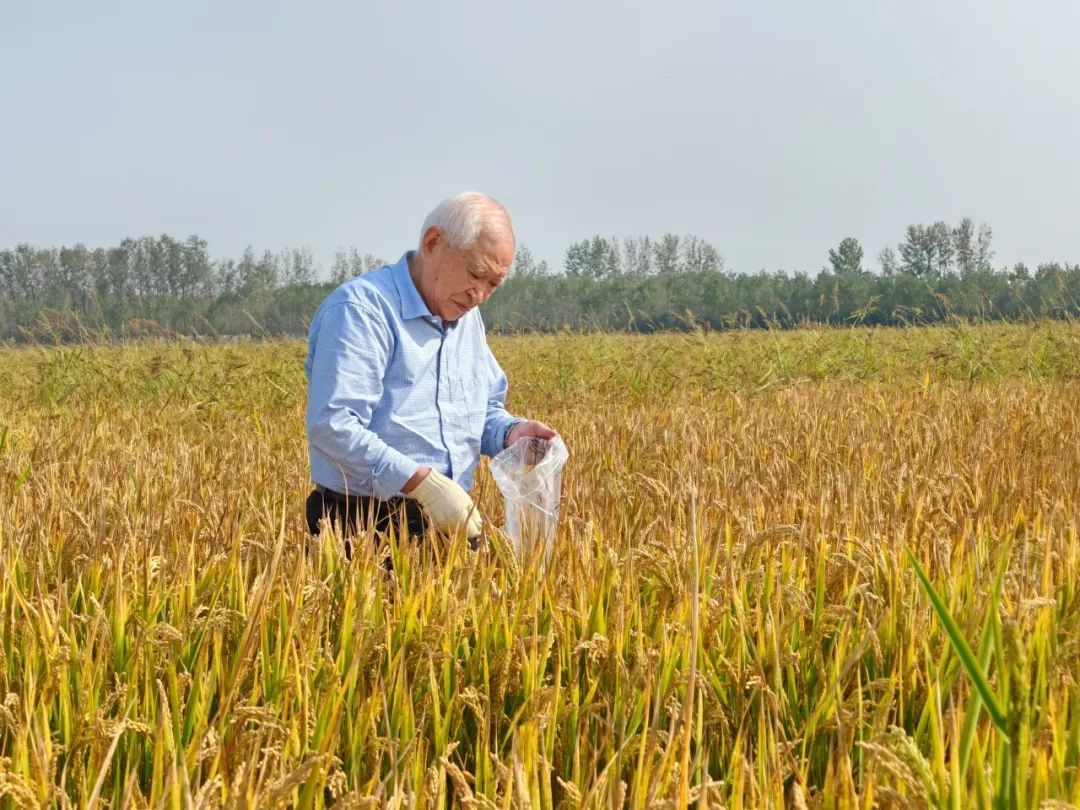 湖北富硒大米厂家(湖北富硒大米之乡)-硒宝网