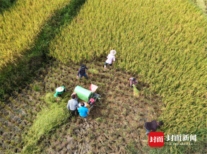 富硒大米种源来源(富硒大米种植)-硒宝网