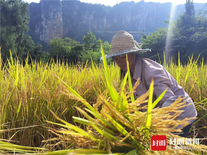 富硒大米种源来源(富硒大米种植)-硒宝网