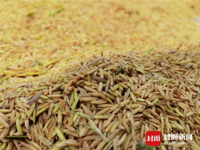 富硒大米种源来源(富硒大米种植)-硒宝网