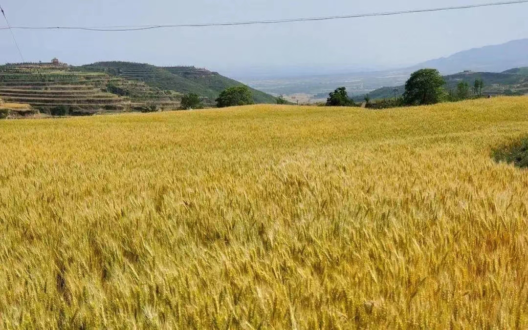 富硒大米中志集团(富硒大米之乡)-硒宝网