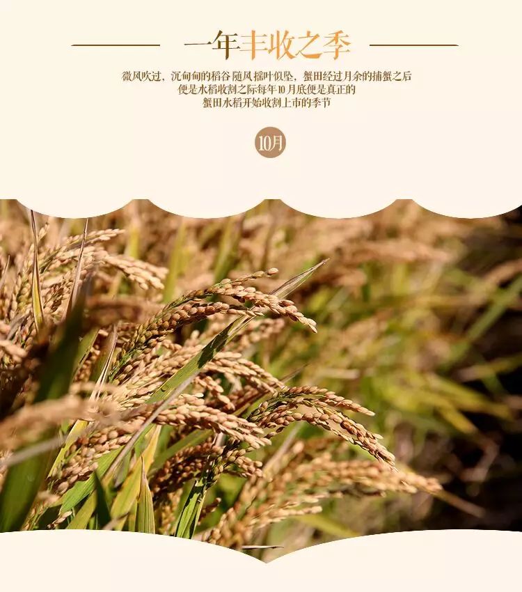 盘锦蟹田富硒大米(正宗盘锦蟹田大米到底多少钱)-硒宝网