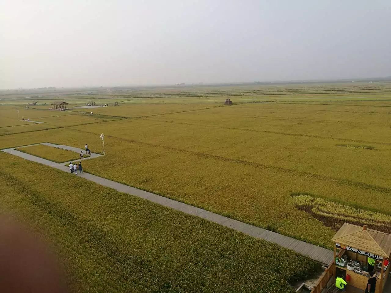 盘锦蟹田富硒大米(正宗盘锦蟹田大米到底多少钱)-硒宝网