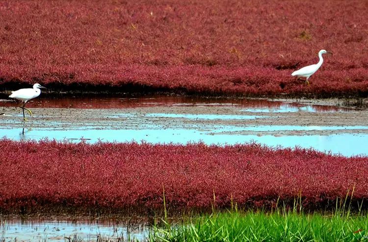 盘锦蟹田富硒大米(正宗盘锦蟹田大米到底多少钱)-硒宝网